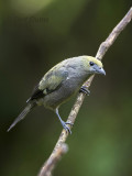 Palm Tanager KPSLR-3605 NiS.jpg