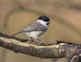 Marsh Tit PSLR-0094 NiS.jpg