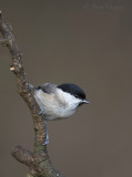 Marsh Tit  PSLR-0257.jpg