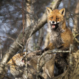 Red Fox KPSLR-0510.jpg