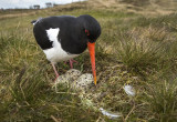 Eurasian Oystercatcher KPSLR-5663 NiS.jpg