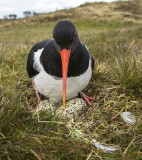 Eurasian Oystercatcher KPSLR-5665.jpg