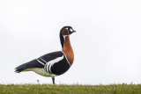 Red-breasted Goose PSLR-5183