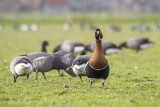 Red-breasted Goose PSLR-3696