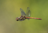 Bruinrode heidelibel - Common darter PSLR-8910