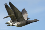 Brent goose PSLR-3551 NiS