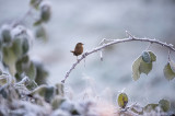 Eurasian wren -Winterkoning PSLR-0213