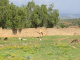 Camel in the distance