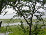 Lake Awassa