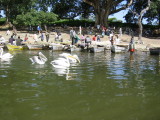 Pelicans at the fish market