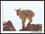 Mountain Goat Pictures...