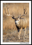 Monster Mule Deer buck...