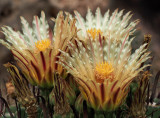 Flower from a Kaktus