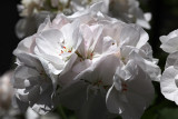 white Geranium