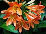 Clivia