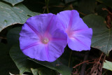 morning glory looking for the sun