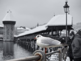 A seagull beheld the charming old town in winter