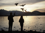 Feeding birds ....