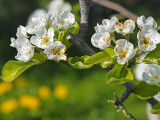 Blossom and spring