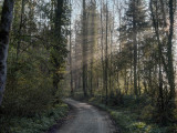 Sunrise in the spring forest