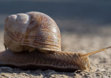 White wood snail