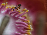 Part of the Cannonball flower