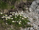 Mountain flora
