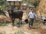 bathe the buffalo