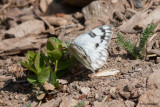 Checkered White, Rocky Mtn National Park, Co