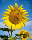 Sunflower & Bumblebee