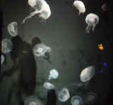 Aliens or jelly  fish you decide.jpg