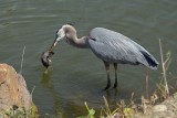 Washing Off His Lunch