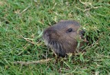 Gopher Teeth