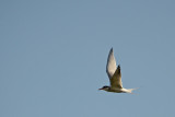 Forsters Tern in the Blue