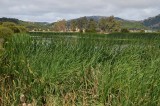 Reeds and Pond