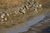 Rocks, Mud and Reflections