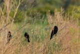 Red-winged Blackbirds