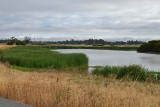 6/26/13: Grass Reeds at 1st Pond