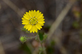 Hayfield Tarweed