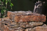 Chipping Sparrow