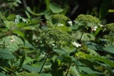 Wild Hydrangea