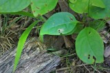 Grass Spider - Look Close!