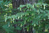 Tree with Hanging Blossoms