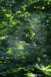 Lit Spider Web