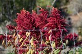 Close Up of Amaranth