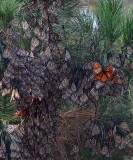 Many Monarchs on a Trunk