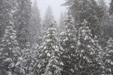 Snow at the Tenaya Lodge