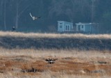 Kite Goes After Harrier