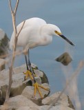 Snowy with His Catch