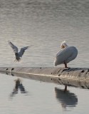 White Pelican and Gull